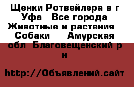 Щенки Ротвейлера в г.Уфа - Все города Животные и растения » Собаки   . Амурская обл.,Благовещенский р-н